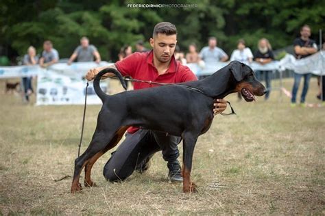 Dobermann Do Baixo Miño .